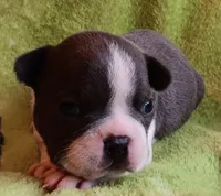 AKC Hold, a male Boston Terrier for sale in Champaign, IL – Photo 3 of 5