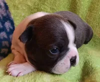 AKC Hold, a male Boston Terrier for sale in Champaign, IL – Photo 2 of 5