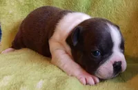 AKC Hold, a male Boston Terrier for sale in Champaign, IL – Photo 5 of 5