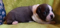 AKC Hold, a male Boston Terrier for sale in Champaign, IL – Photo 4 of 5