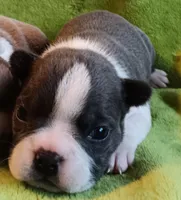 AKC Hold, a male Boston Terrier for sale in Champaign, IL – Photo 1 of 5