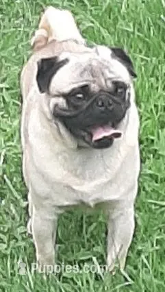 AKC Bethany – Pug puppy for sale in Champaign, IL