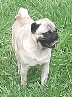 AKC Bethany, a female Pug for sale in Champaign, IL – Photo 2 of 2