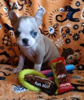 AKC Lola, a female Boston Terrier for sale in Champaign, IL – 7 of 10