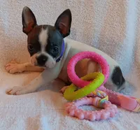 AKC Hold, a female Boston Terrier for sale in Champaign, IL – 3 of 6