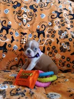 AKC Sandy Fawn Blue Eyes, a female Boston Terrier for sale in Champaign, IL – 4 of 8