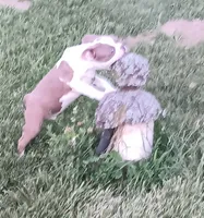 Today only 4th!  300.00 off!, a male Boston Terrier for sale in Champaign, IL – 5 of 6