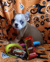 AKC Lola, a female Boston Terrier for sale in Champaign, IL – 5 of 10