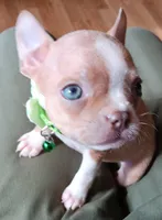 AKC Peanut Blue Fawn With Blue Eyes, a male Boston Terrier for sale in Champaign, IL – 2 of 10