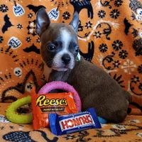 AKC Blue Jay Blue And White With Fawn Brindleing, a male Boston Terrier for sale in Champaign, IL – 6 of 8