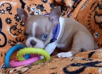 AKC Sandy Fawn Blue Eyes, a female Boston Terrier for sale in Champaign, IL – 7 of 8