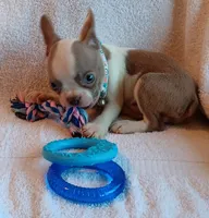 AKC Hold, a male Boston Terrier for sale in Champaign, IL – 1 of 3