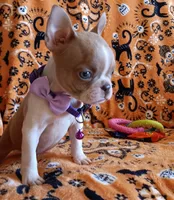 AKC Sandy Fawn Blue Eyes, a female Boston Terrier for sale in Champaign, IL – 2 of 8