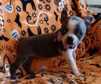 AKC Skyler Blue and White Blue Eyes, a female Boston Terrier for sale in Champaign, IL – 4 of 9