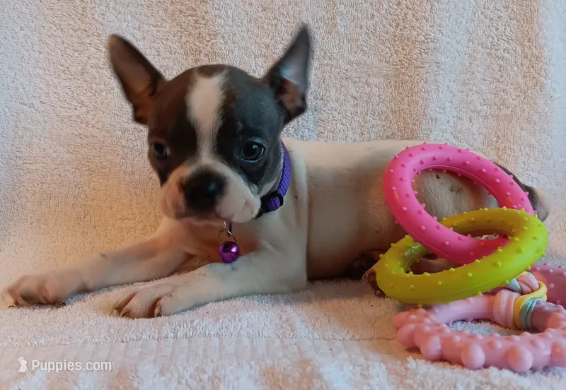 AKC Hold – Boston Terrier puppy for sale in Champaign, IL