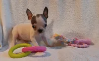 AKC BLUE AND WHITE SPLASH FEMALE, a female Boston Terrier for sale in Champaign, IL – 4 of 4