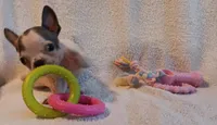 AKC BLUE AND WHITE SPLASH FEMALE, a female Boston Terrier for sale in Champaign, IL – 3 of 4