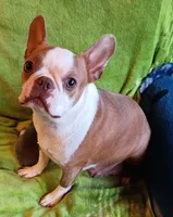 AKC Mama Due Fawns, a  Boston Terrier for sale in Champaign, IL – 2 of 2