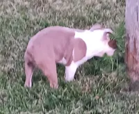 Today only 4th!  300.00 off!, a male Boston Terrier for sale in Champaign, IL – 4 of 6