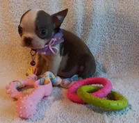 AKC HOLD, a female Boston Terrier for sale in Champaign, IL – 5 of 7