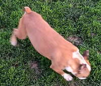 AKC Goldie, a female Boston Terrier for sale in Champaign, IL – Photo 4 of 4