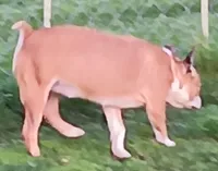 AKC Goldie, a female Boston Terrier for sale in Champaign, IL – Photo 3 of 4