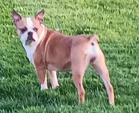 AKC Goldie, a female Boston Terrier for sale in Champaign, IL – Photo 2 of 4