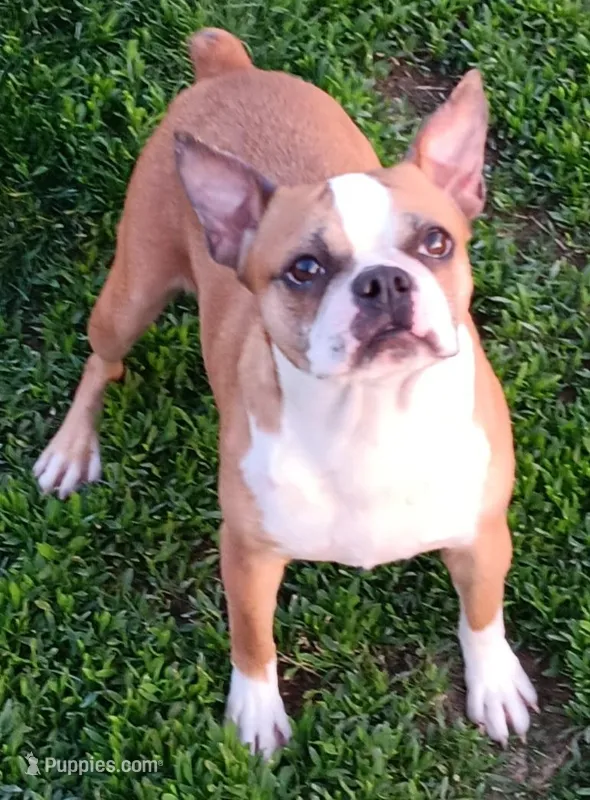 AKC Goldie – Boston Terrier puppy for sale in Champaign, IL