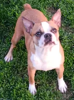 AKC Goldie, a female Boston Terrier for sale in Champaign, IL – Photo 1 of 4