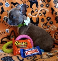 AKC Blue Jay Blue And White With Fawn Brindleing, a male Boston Terrier for sale in Champaign, IL – 4 of 8