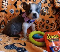 AKC Skyler Blue and White Blue Eyes, a female Boston Terrier for sale in Champaign, IL – 8 of 9