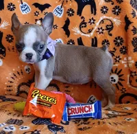 AKC Pending Hold Blue Fawn, a female Boston Terrier for sale in Champaign, IL – 6 of 10