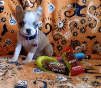 AKC Lola, a female Boston Terrier for sale in Champaign, IL – 6 of 10