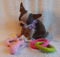 AKC HOLD, a female Boston Terrier for sale in Champaign, IL – 4 of 7