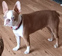 AKC Mama Due Fawns, a  Boston Terrier for sale in Champaign, IL – 1 of 2