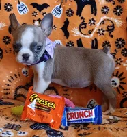 AKC Pending Hold Blue Fawn, a female Boston Terrier for sale in Champaign, IL – 10 of 10