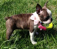 AKC BRINLEE, a female Boston Terrier for sale in Champaign, IL – Photo 4 of 7