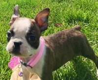 AKC BRINLEE, a female Boston Terrier for sale in Champaign, IL – Photo 6 of 7