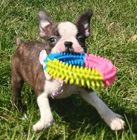 AKC BRINLEE, a female Boston Terrier for sale in Champaign, IL – Photo 3 of 7