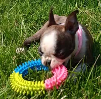 AKC BRINLEE, a female Boston Terrier for sale in Champaign, IL – Photo 1 of 7