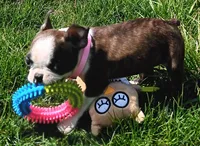 AKC BRINLEE, a female Boston Terrier for sale in Champaign, IL – Photo 5 of 7