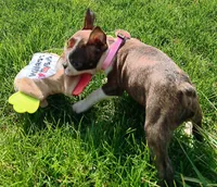 AKC BRINLEE, a female Boston Terrier for sale in Champaign, IL – Photo 7 of 7