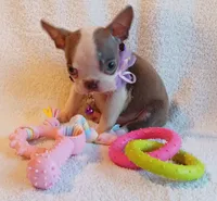 AKC HOLD, a female Boston Terrier for sale in Champaign, IL – 1 of 7