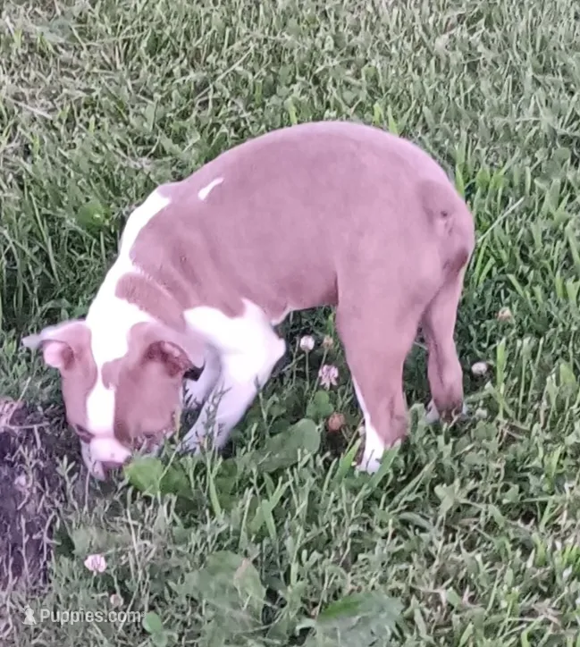 AKC Lilac...Ready to go! – Boston Terrier puppy for sale in Champaign, IL