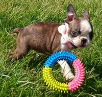 AKC BRINLEE, a female Boston Terrier for sale in Champaign, IL – Photo 8 of 10