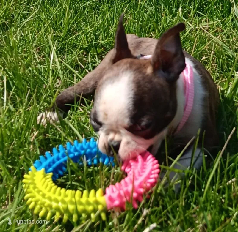 AKC BRINLEE – Boston Terrier puppy for sale in Champaign, IL