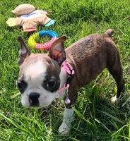 AKC BRINLEE, a female Boston Terrier for sale in Champaign, IL – Photo 4 of 10
