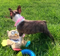 AKC BRINLEE, a female Boston Terrier for sale in Champaign, IL – Photo 3 of 10