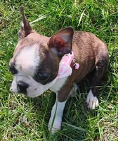AKC BRINLEE, a female Boston Terrier for sale in Champaign, IL – Photo 5 of 10