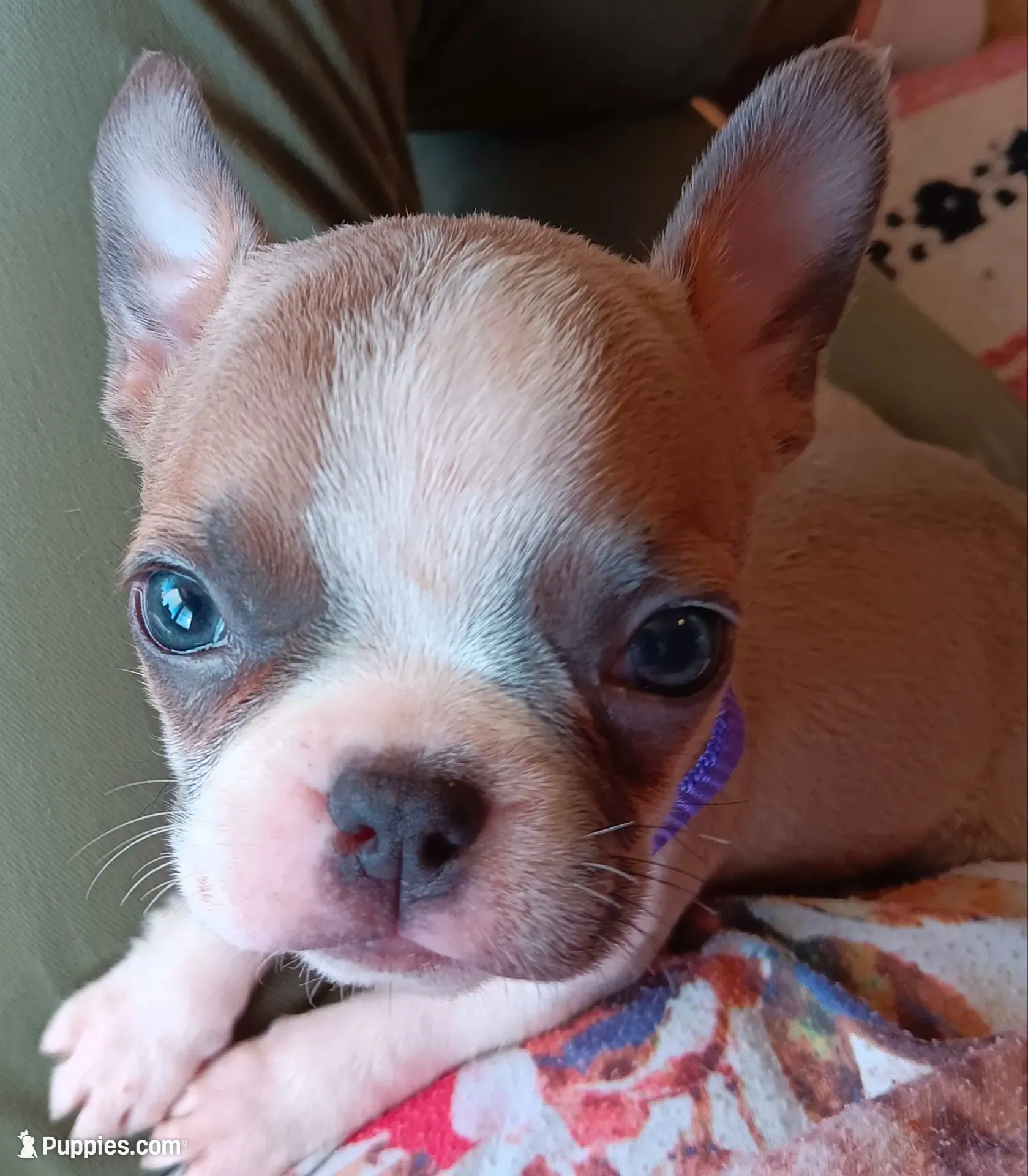 AKC Pending Hold Blue Fawn, a female Boston Terrier for sale in Champaign, IL – 1 of 10